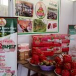 Footer Primary Without Banner