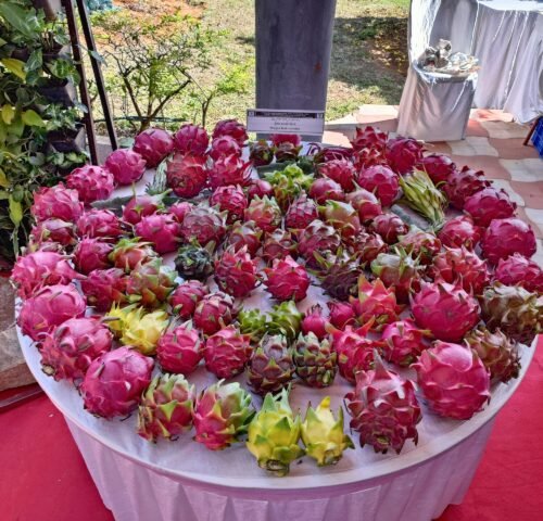 Dragon Fruit Farming in Karnataka
