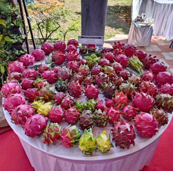 Dragon Fruit Farming in Karnataka