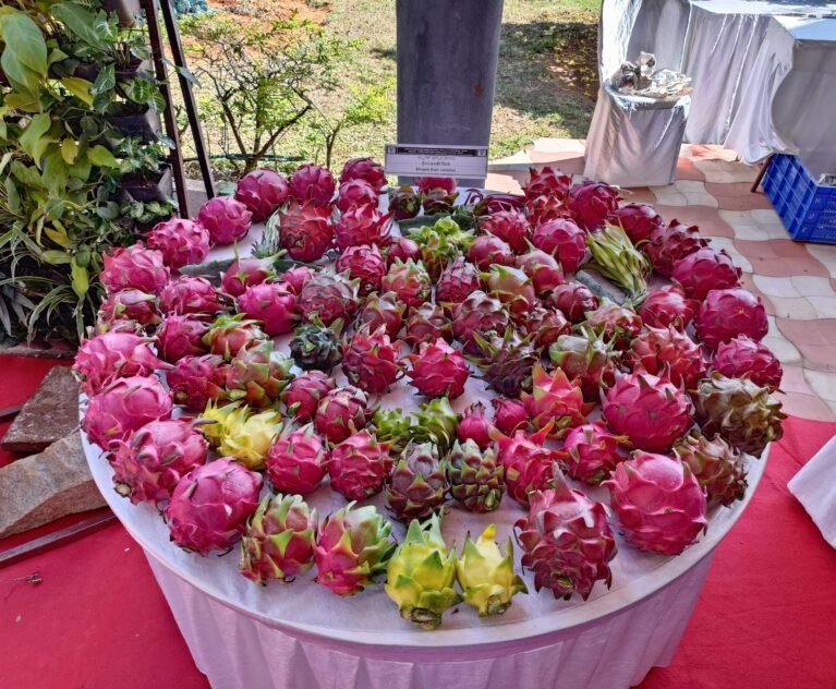 Dragon Fruit Farming in Karnataka