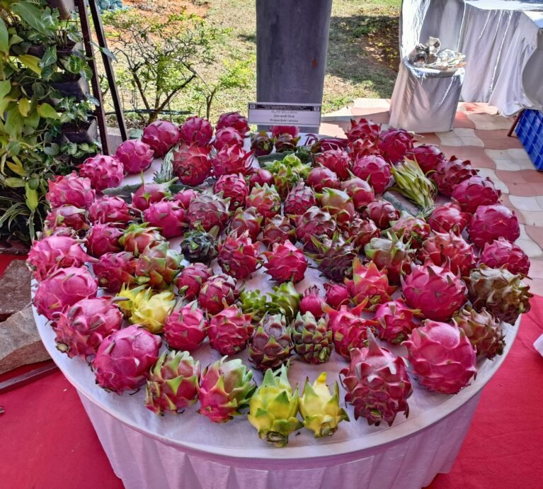Dragon Fruit Farming in Karnataka