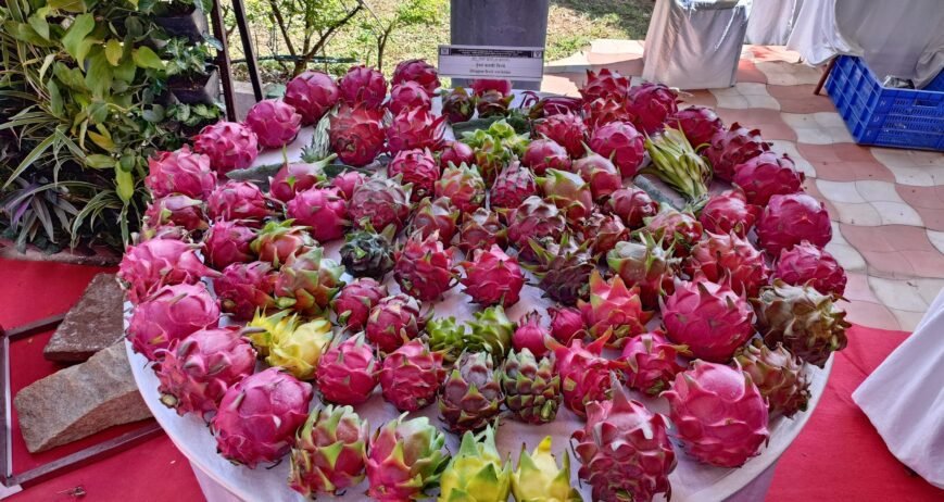 Dragon Fruit Farming in Karnataka