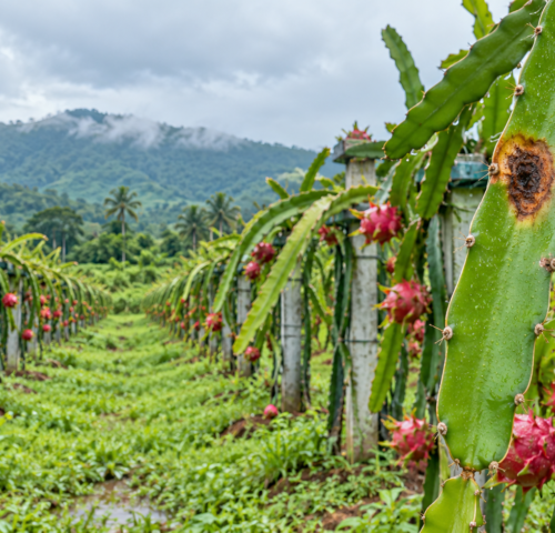 Dragon Fruit Diseases in Karnataka: Symptoms, Prevention and Management