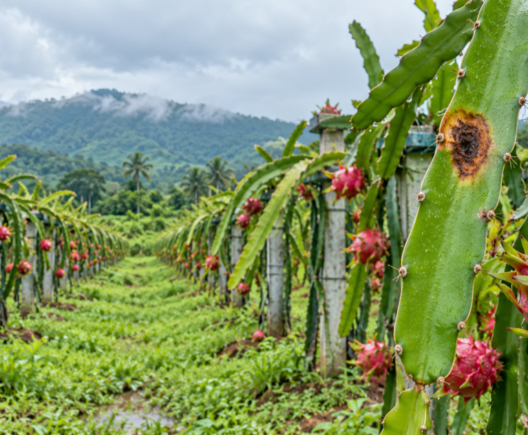 Dragon Fruit Diseases in Karnataka: Symptoms, Prevention and Management