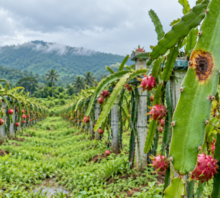 Dragon Fruit Diseases in Karnataka: Symptoms, Prevention and Management