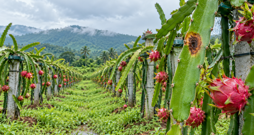 Dragon Fruit Diseases in Karnataka: Symptoms, Prevention and Management