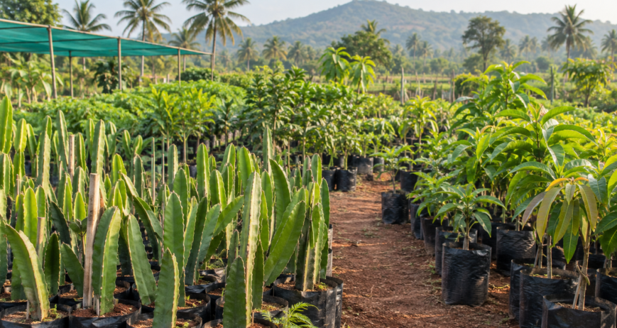 Exotic fruit planting material and nursery plants in Karnataka